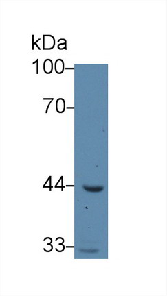 Polyclonal Antibody to Acetyl Coenzyme A Acyltransferase 1 (ACAA1)