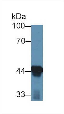 Polyclonal Antibody to Acetyl Coenzyme A Acyltransferase 1 (ACAA1)