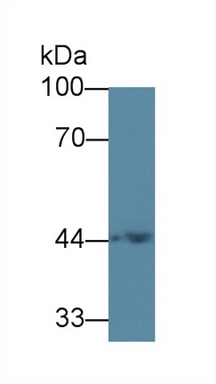 Polyclonal Antibody to Acetyl Coenzyme A Acyltransferase 1 (ACAA1)