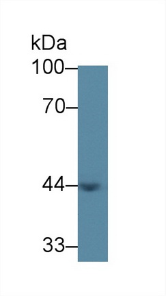 Polyclonal Antibody to Acetyl Coenzyme A Acyltransferase 1 (ACAA1)