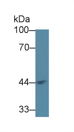 Polyclonal Antibody to Acetyl Coenzyme A Acyltransferase 1 (ACAA1)