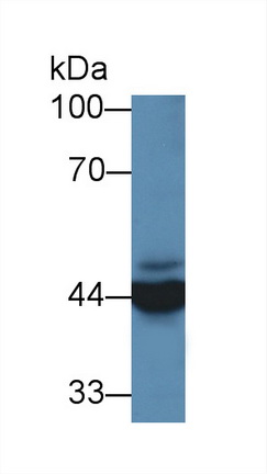 Polyclonal Antibody to Acetyl Coenzyme A Acyltransferase 2 (ACAA2)