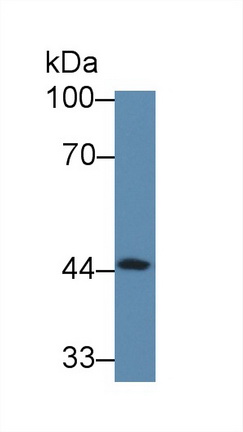 Polyclonal Antibody to Acetyl Coenzyme A Acyltransferase 2 (ACAA2)