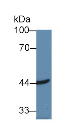 Polyclonal Antibody to Acetyl Coenzyme A Acyltransferase 2 (ACAA2)