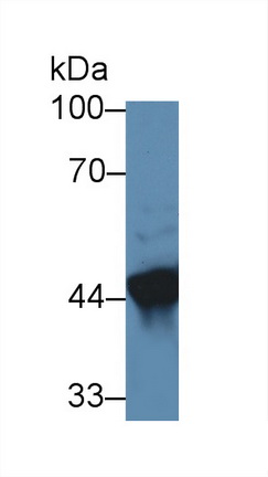 Polyclonal Antibody to Acetyl Coenzyme A Acyltransferase 2 (ACAA2)