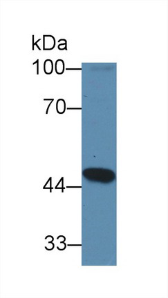 Polyclonal Antibody to Glutaryl Coenzyme A Dehydrogenase (GCDH)