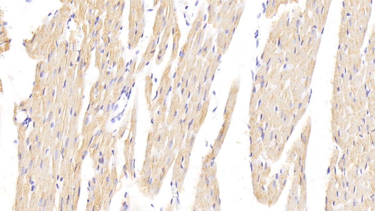 Polyclonal Antibody to 3-Hydroxy-3-Methylglutaryl Coenzyme A Reductase (HMGCR)