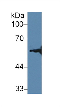 Polyclonal Antibody to Hydroxymethylglutaryl Coenzyme A Synthase 2, Mitochondrial (HMGCS2)