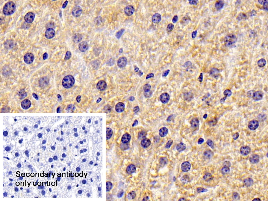 Polyclonal Antibody to Hydroxymethylglutaryl Coenzyme A Synthase 2, Mitochondrial (HMGCS2)