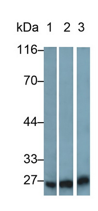 Polyclonal Antibody to Apolipoprotein A1 Binding Protein (APOA1BP)