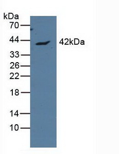 Polyclonal Antibody to Apolipoprotein L (APOL1)