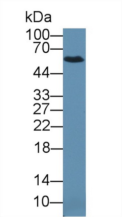 Polyclonal Antibody to Glypican 5 (GPC5)