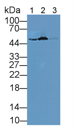 Polyclonal Antibody to Glutathione Synthetase (GSS)