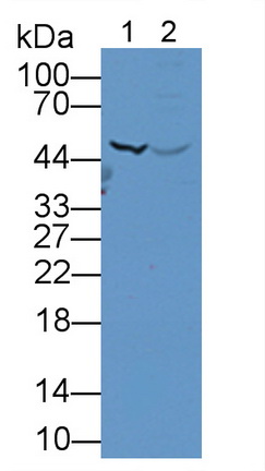 Polyclonal Antibody to Glutathione Synthetase (GSS)