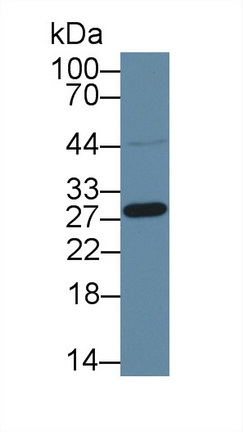 Polyclonal Antibody to High Mobility Group Box Protein 3 (HMGB3)