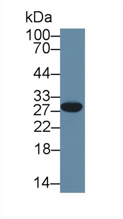 Polyclonal Antibody to High Mobility Group Box Protein 3 (HMGB3)