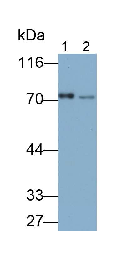 Polyclonal Antibody to Protein Disulfide Isomerase A4 (PDIA4)