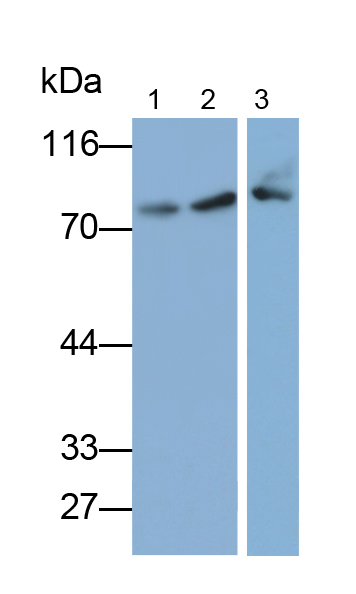 Polyclonal Antibody to Protein Disulfide Isomerase A4 (PDIA4)