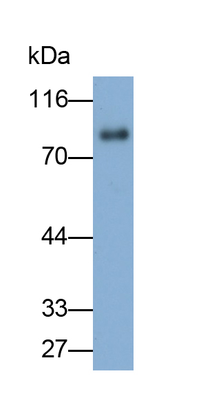 Polyclonal Antibody to Protein Disulfide Isomerase A4 (PDIA4)