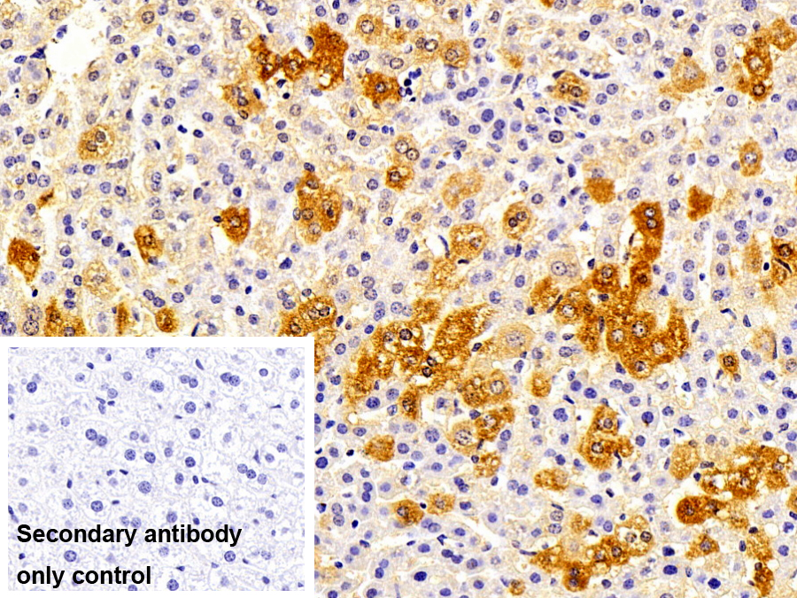 Polyclonal Antibody to Protein Disulfide Isomerase A5 (PDIA5)