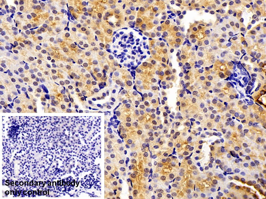 Polyclonal Antibody to D-Dopachrome Tautomerase (DDT)