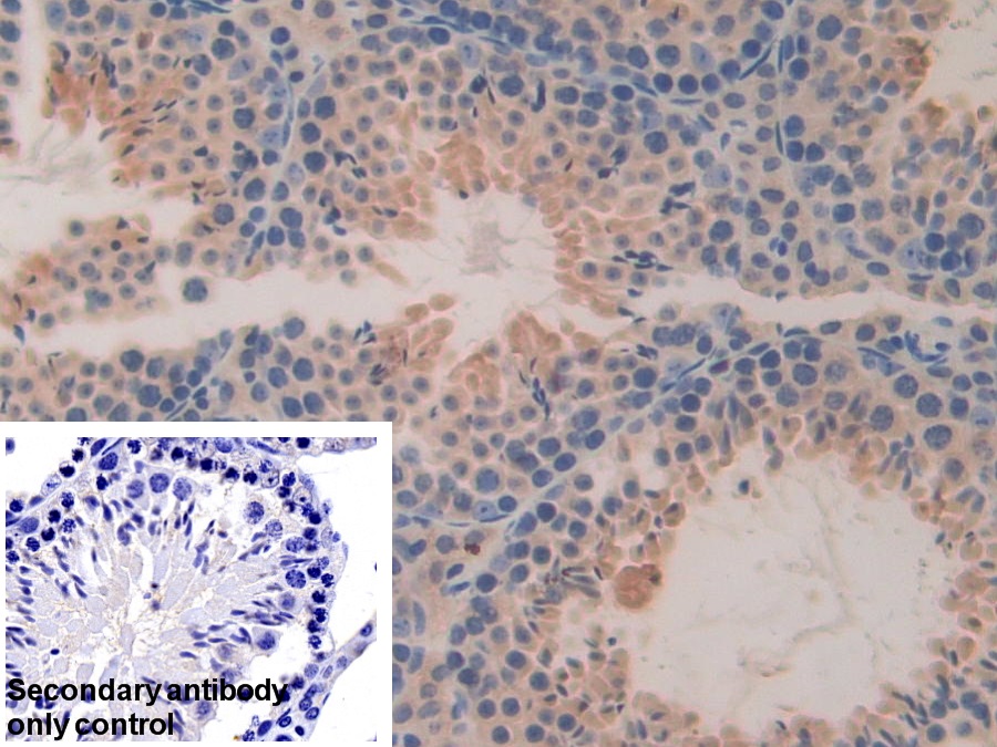 Polyclonal Antibody to D-Dopachrome Tautomerase (DDT)