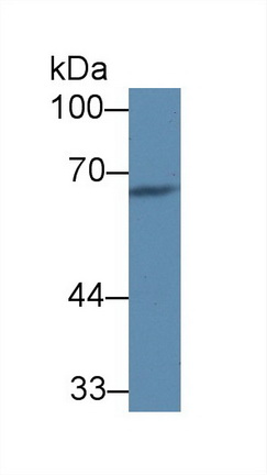 Polyclonal Antibody to Complement Component 8a (C8a)