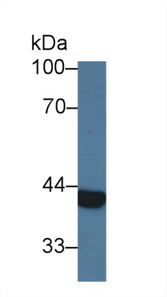 Polyclonal Antibody to Arginase II (Arg2)