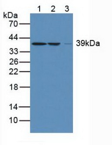 Polyclonal Antibody to Arginase II (Arg2)