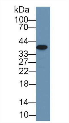 Polyclonal Antibody to Arginase II (Arg2)