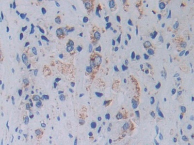 Polyclonal Antibody to Topoisomerase III (TOP3)