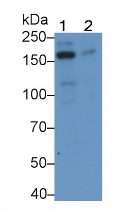 Polyclonal Antibody to Topoisomerase II Binding Protein 1 (TOPBP1)