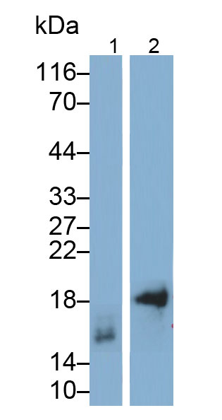 Polyclonal Antibody to Phospholipase A2, Group IIA (PLA2G2A)