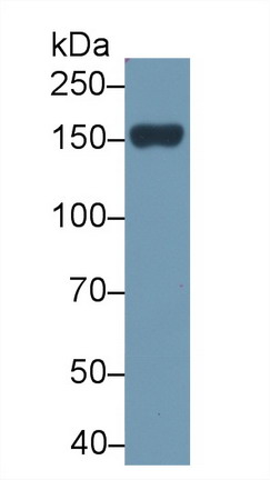 Polyclonal Antibody to Phospholipase C Beta 2 (PLCb2)