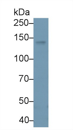 Polyclonal Antibody to Phospholipase C Beta 4 (PLCb4)