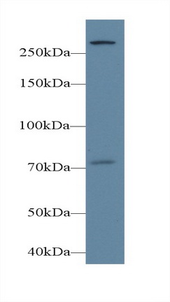 Polyclonal Antibody to Phospholipase C Epsilon 1 (PLCe1)