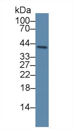 Polyclonal Antibody to Phospholipid Scramblase 4 (PLSCR4)