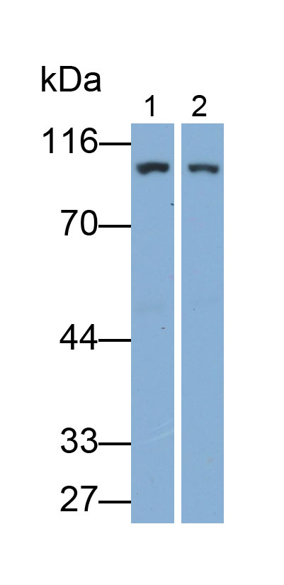 Polyclonal Antibody to Dynamin 3 (DNM3)