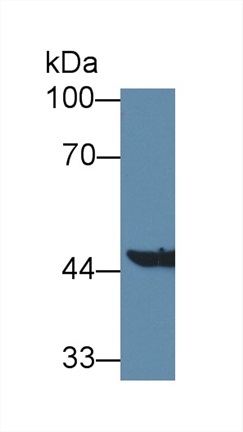 Polyclonal Antibody to Aminoadipate Aminotransferase (AADAT)