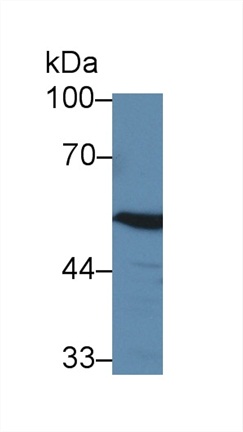 Polyclonal Antibody to 4-Aminobutyrate Aminotransferase (ABAT)