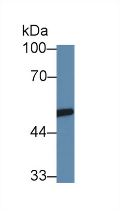 Polyclonal Antibody to 4-Aminobutyrate Aminotransferase (ABAT)