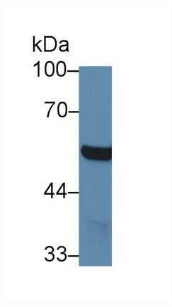 Polyclonal Antibody to 4-Aminobutyrate Aminotransferase (ABAT)