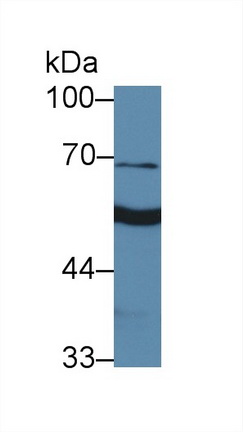 Polyclonal Antibody to 4-Aminobutyrate Aminotransferase (ABAT)