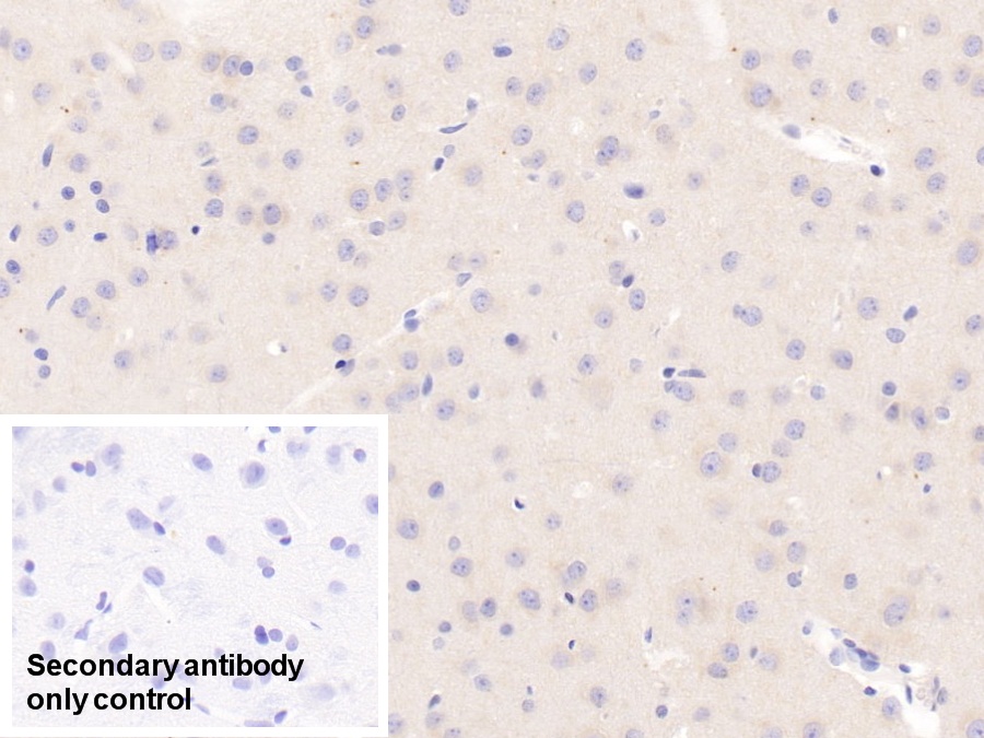 Polyclonal Antibody to Relaxin 3 (RLN3)