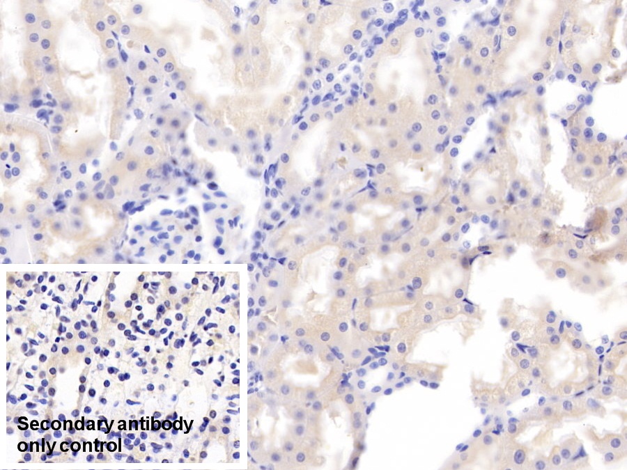 Polyclonal Antibody to Relaxin 3 (RLN3)