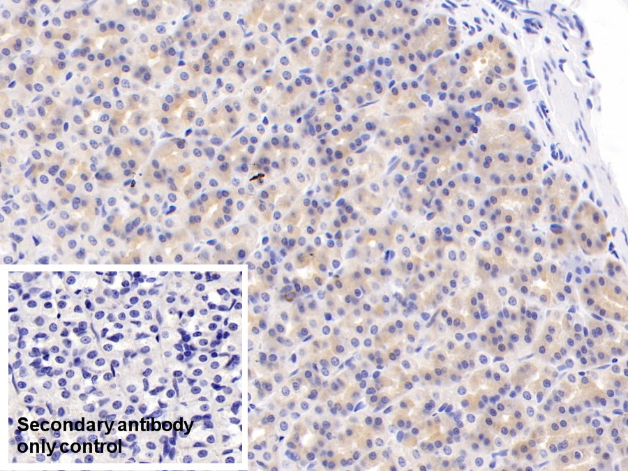 Polyclonal Antibody to Relaxin 3 (RLN3)