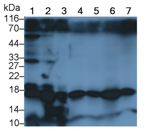 Polyclonal Antibody to Insulin Like Protein 3 (INSL3)