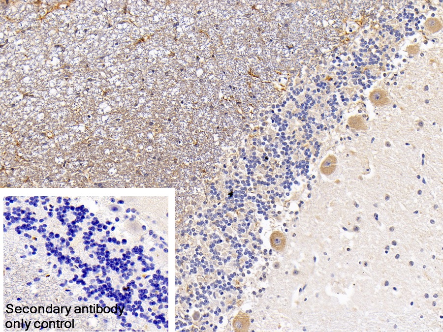 Polyclonal Antibody to Insulin Receptor Substrate 2 (IRS2)