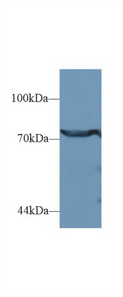 Polyclonal Antibody to Dipeptidyl Peptidase 3 (DPP3)