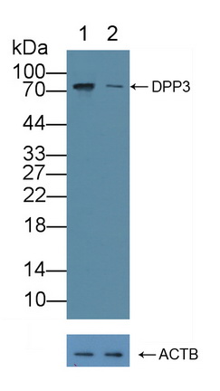 Polyclonal Antibody to Dipeptidyl Peptidase 3 (DPP3)